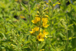 Lysimachia punctata Puntwederik bestellen